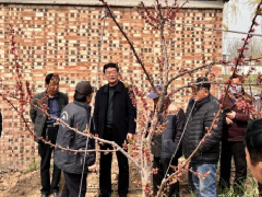 杏花开满西邵乡 乡村振兴入画来—濮阳市农林科学院专家到南乐县西邵乡讲授杏树优质丰产关键技术