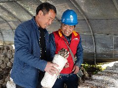 蘑菇拓宽致富路