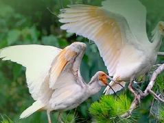 【以案释法】第一季：依法保护野生动植物 我们人人有义务