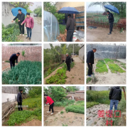 【禁种铲毒】辛庄镇：罂粟踏查无死角，禁毒工作不放松