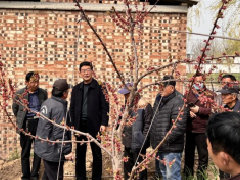 杏花开满西邵乡 乡村振兴入画来—濮阳市农林科学院专家到西邵乡讲授杏树丰产技术